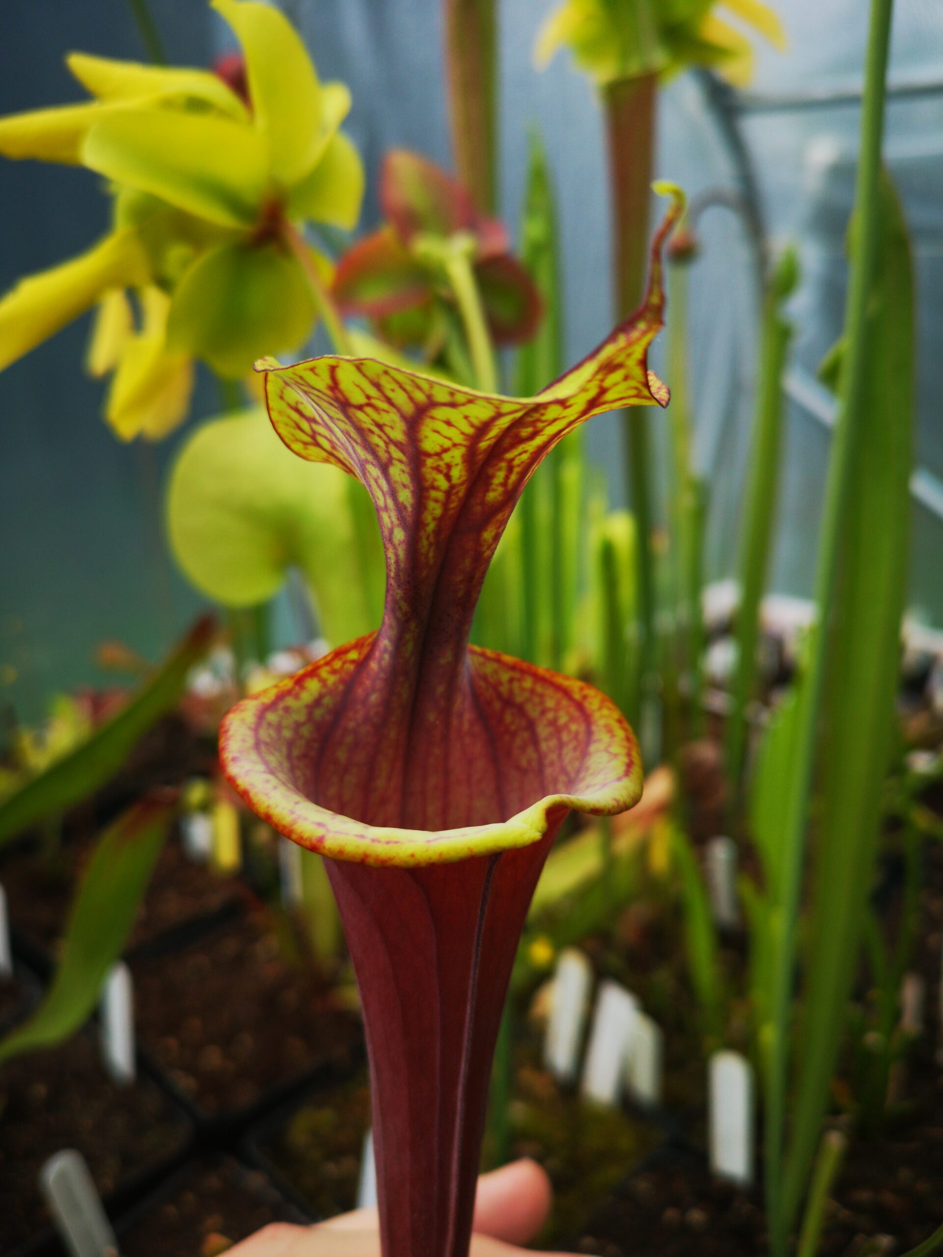 Sarracenia flava var. atropurpurea -- Marston Exotics, 1999, (F174 MK) (from Guillaume Bily) (S.FA05, Plantes-Insolites)