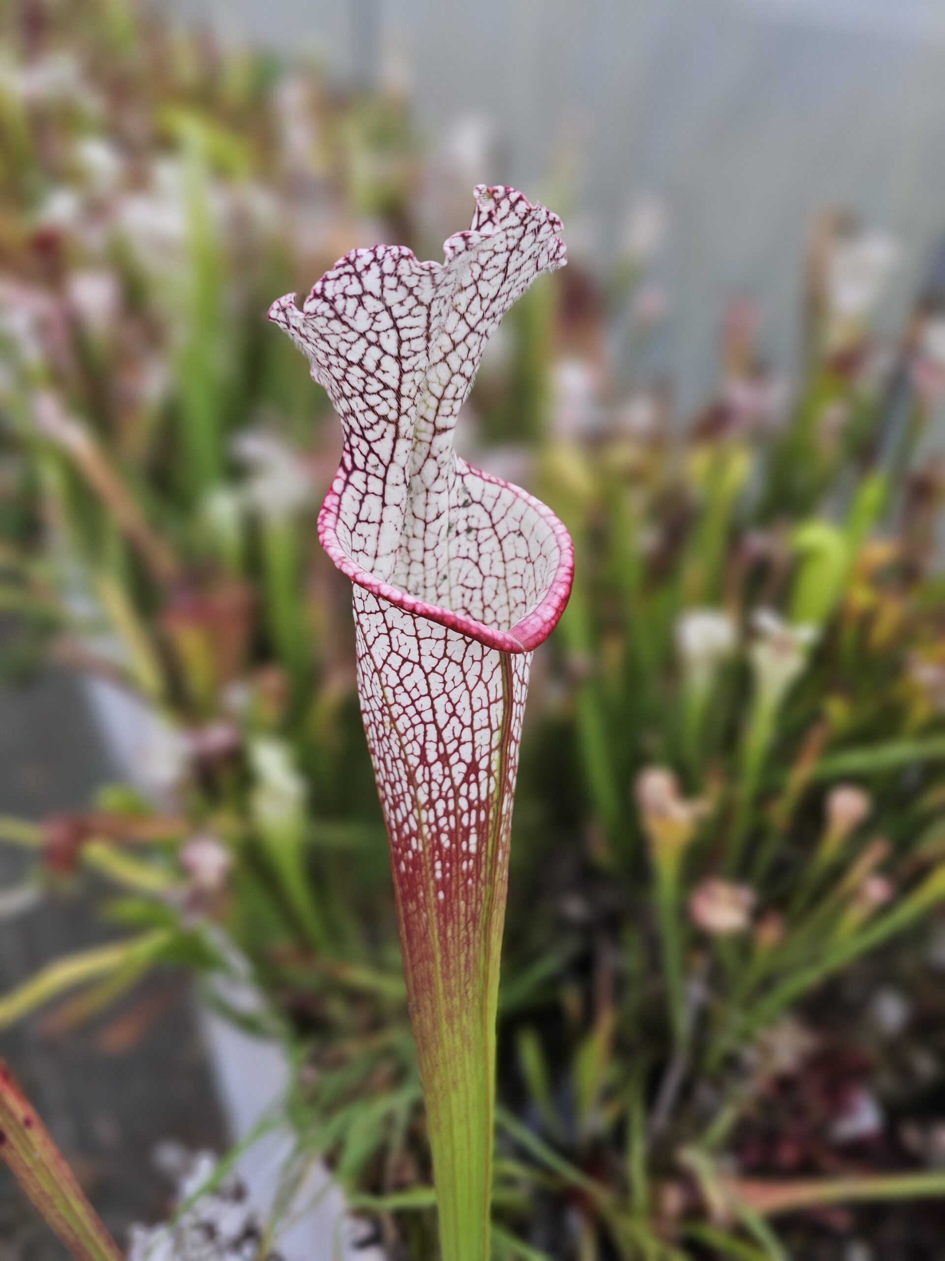 Il s'agit d'une plante carnivore de type S.L72 leucophylla -- "Wilkerson red rocket" Wilkerson bog, Walton County. C'est une plante carnivore qui a des pièges blancs et rouges.