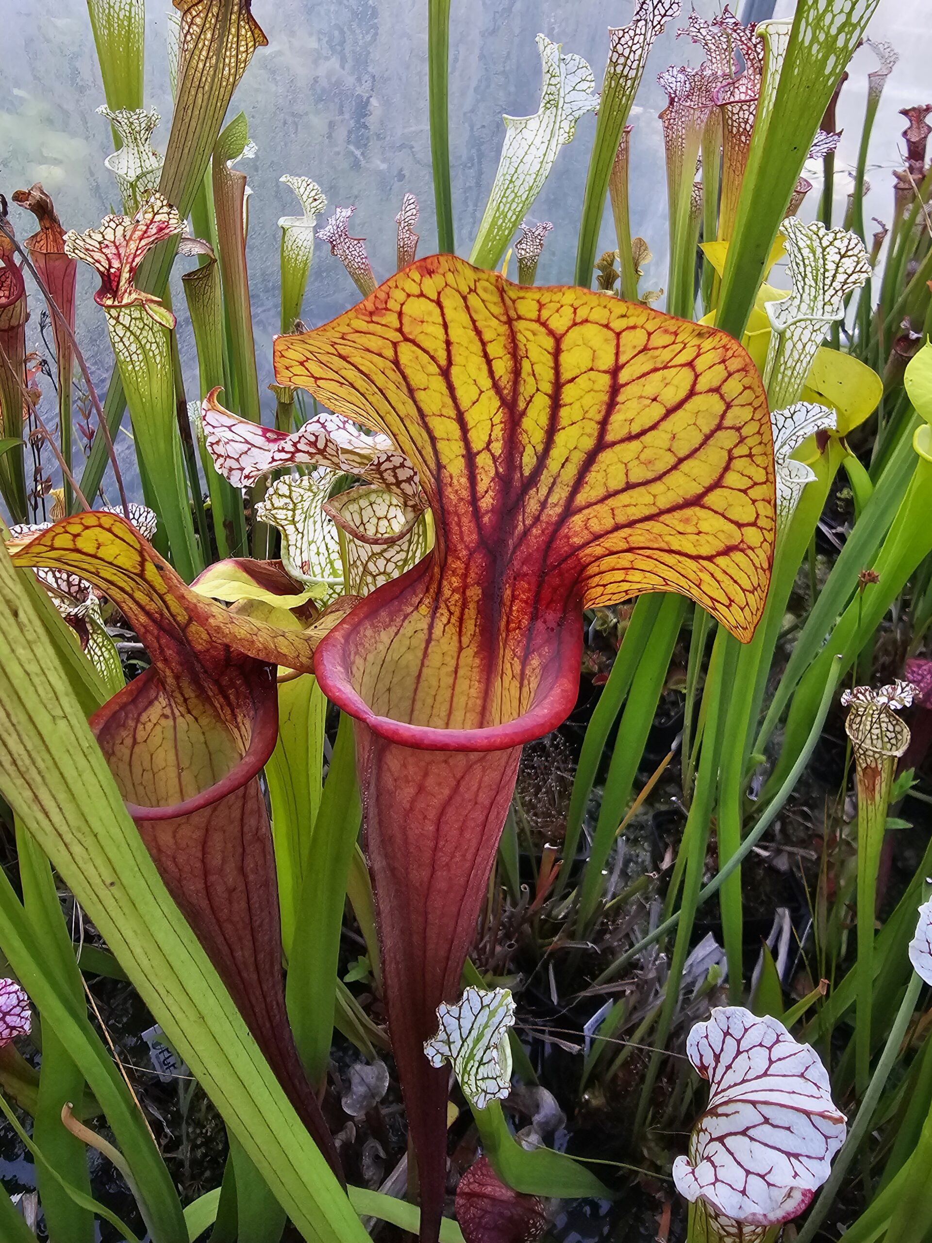 Il s'agit d'une plante carnivore de type S.X173 'Serengeti Sunset' (Jerry Addington's). C'est une plante carnivore assez compacte avec des pièges jaune orange et rouge.