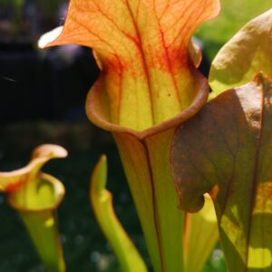 Sarracenia 'Rudolf II' x 'Adrian Slack' (M.Srba) (S.X54, Plantes-Insolites)