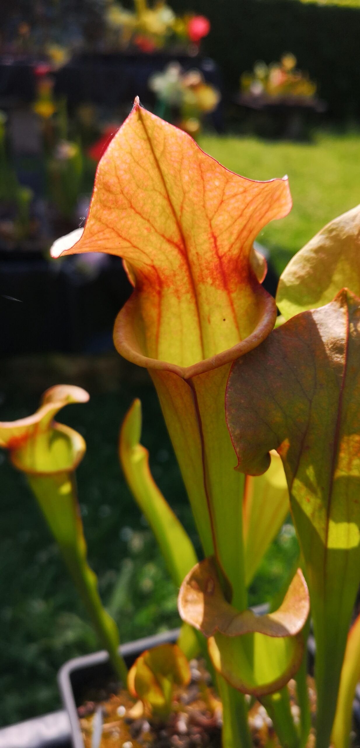 Sarracenia 'Rudolf II' x 'Adrian Slack' (M.Srba) (S.X54, Plantes-Insolites)