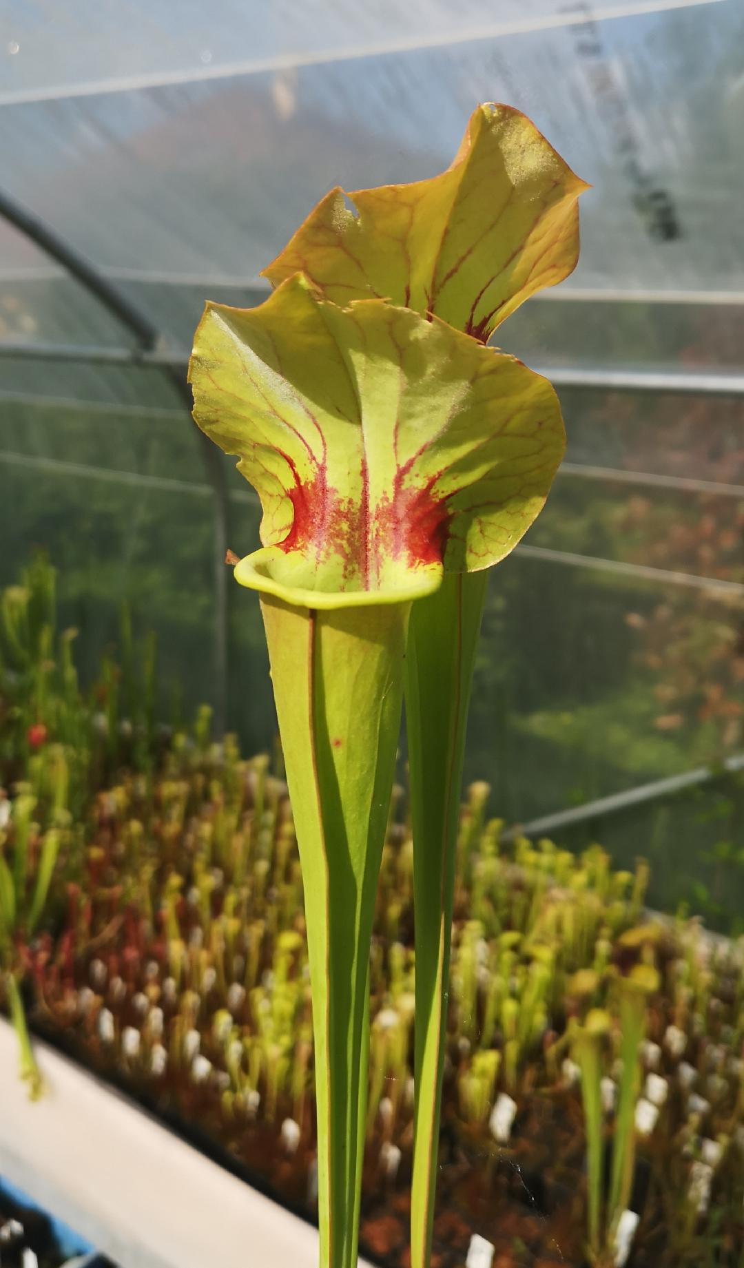 Sarracenia x catesbaei 'Golden Eagle' (S.X65, Plantes-Insolites)