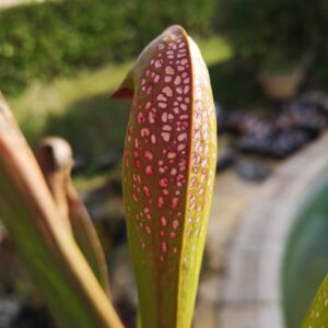 Sarracenia S. minor var. okefenokeensis – Small Form – Georgia (ipM51) X S. minor var. okefenokeensis (ipM32) (S.X76, Plantes-Insolites)