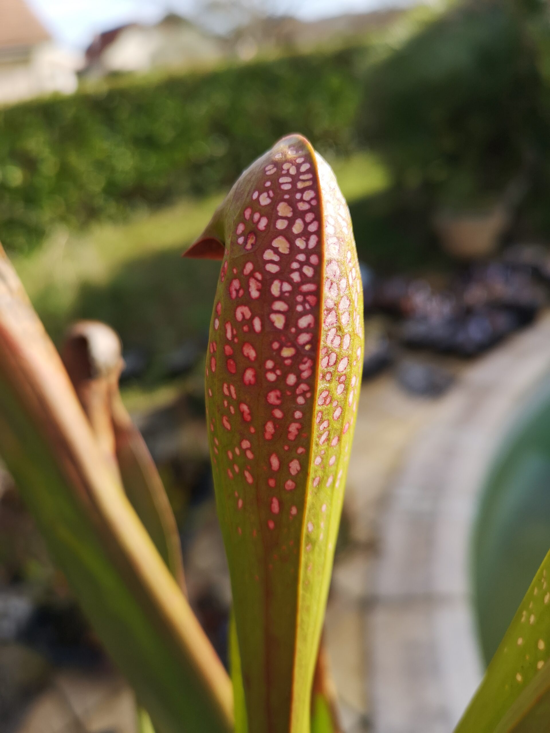 Sarracenia S. minor var. okefenokeensis – Small Form – Georgia (ipM51) X S. minor var. okefenokeensis (ipM32) (S.X76, Plantes-Insolites)
