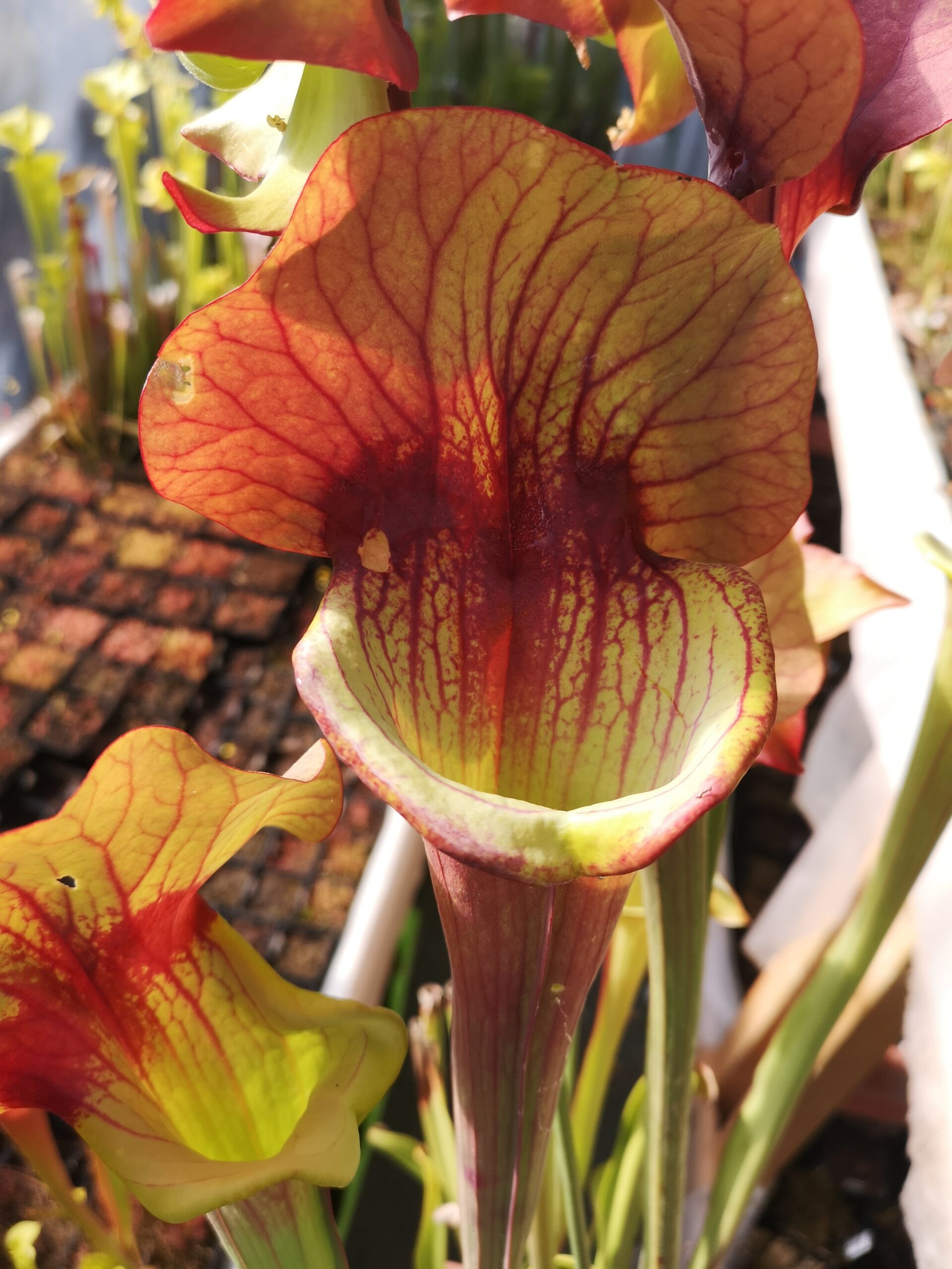 Sarracenia 'Asbo' (S.X85, Plantes-Insolites)