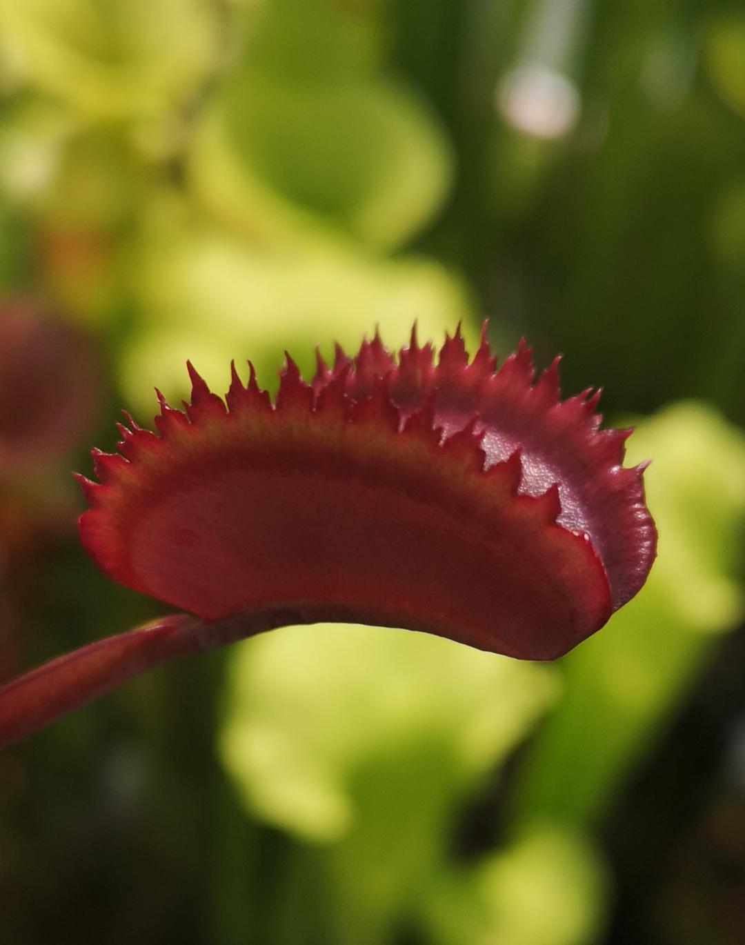 Dionaea 'Trevis Red Dentate'