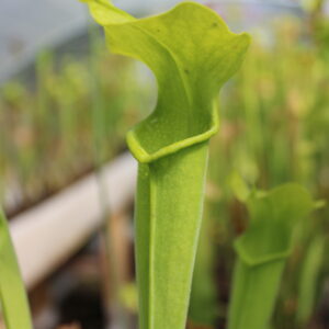 Il s'agit d'une plante carnivore de type sarracenia alata.