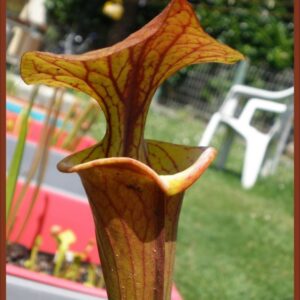 Il s'agit d'une plante carnivore de type sarracenia, elle fonce au soleil