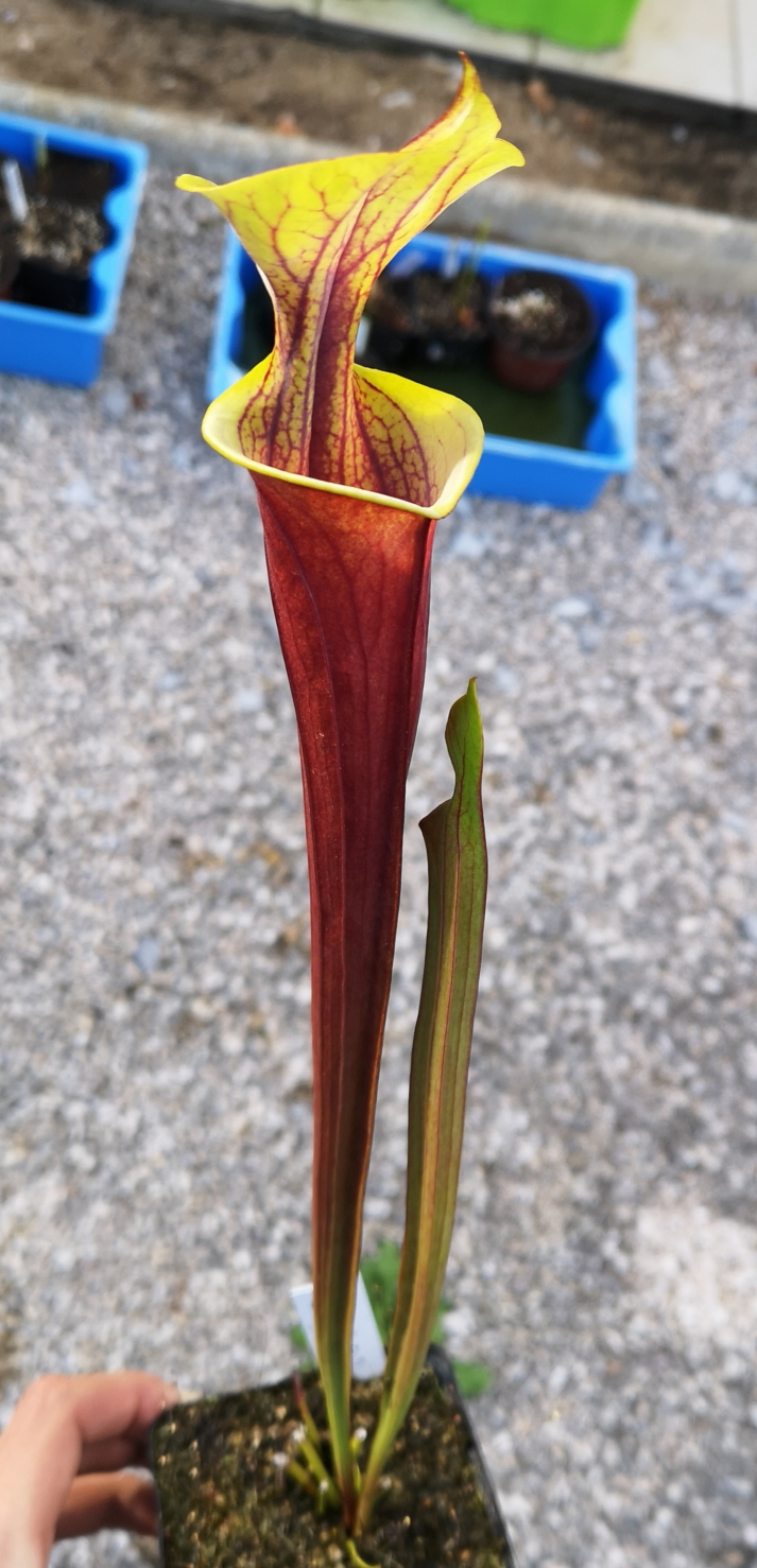 Il s'agit d'une plante carnivore de type sarraceni, avec des pièges bien rouge et le haut est de couleur vert jaune.