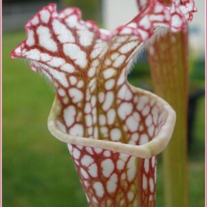 il s'agit d'une plante carnivore de type leucophylla , elle est blanche et rose.