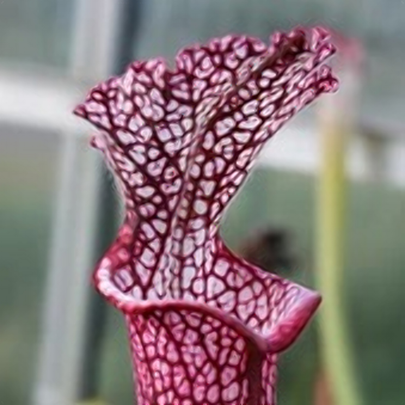 Il s'agit d'une plante carnivore du type sarracenia, c'est une plante rouge avec des points blancs