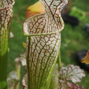 C'est une plante carnivore de type sarracenia avec des pièges blancs et des veines