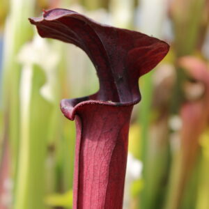 Il s'agit d'une plante carnivore de type sarracenia, elle est totalement rouge.