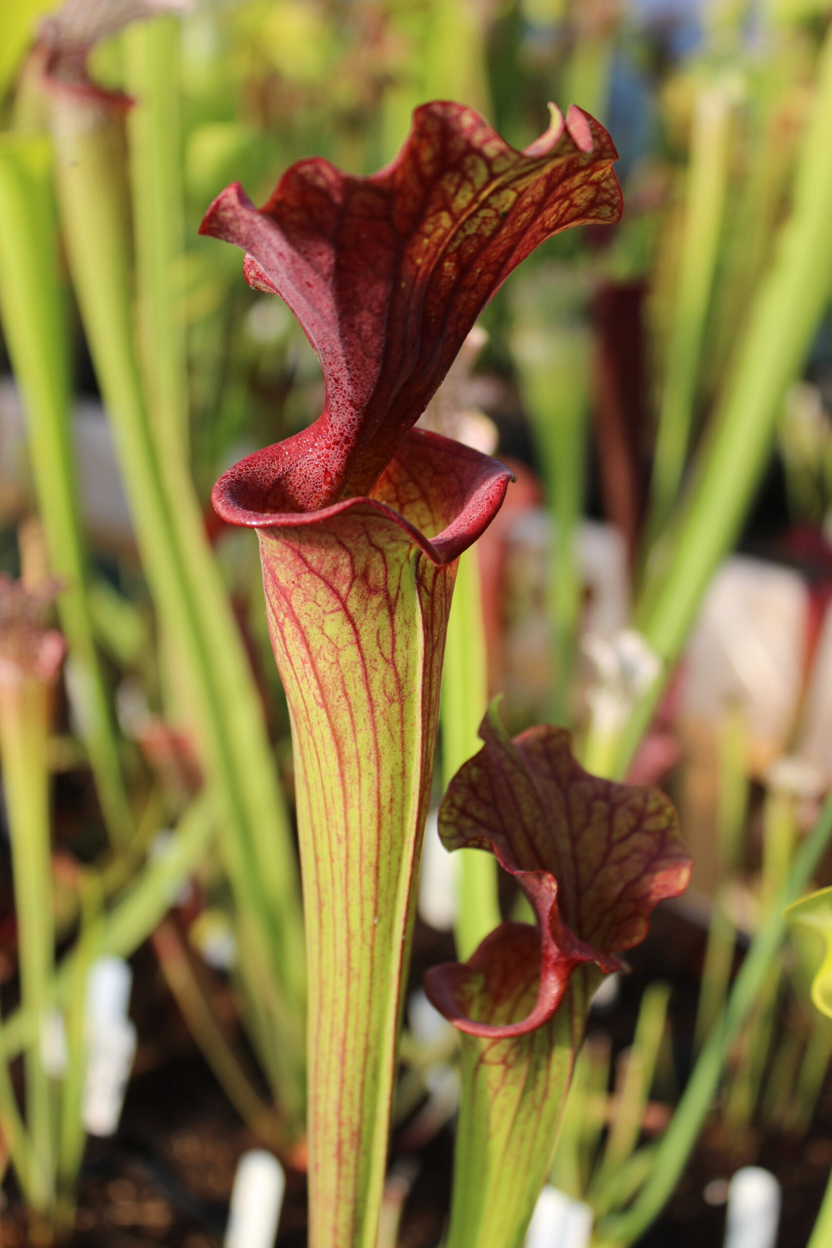 il s'agit d'une plante carnivore de type sarracenia qui est verte et rouge.