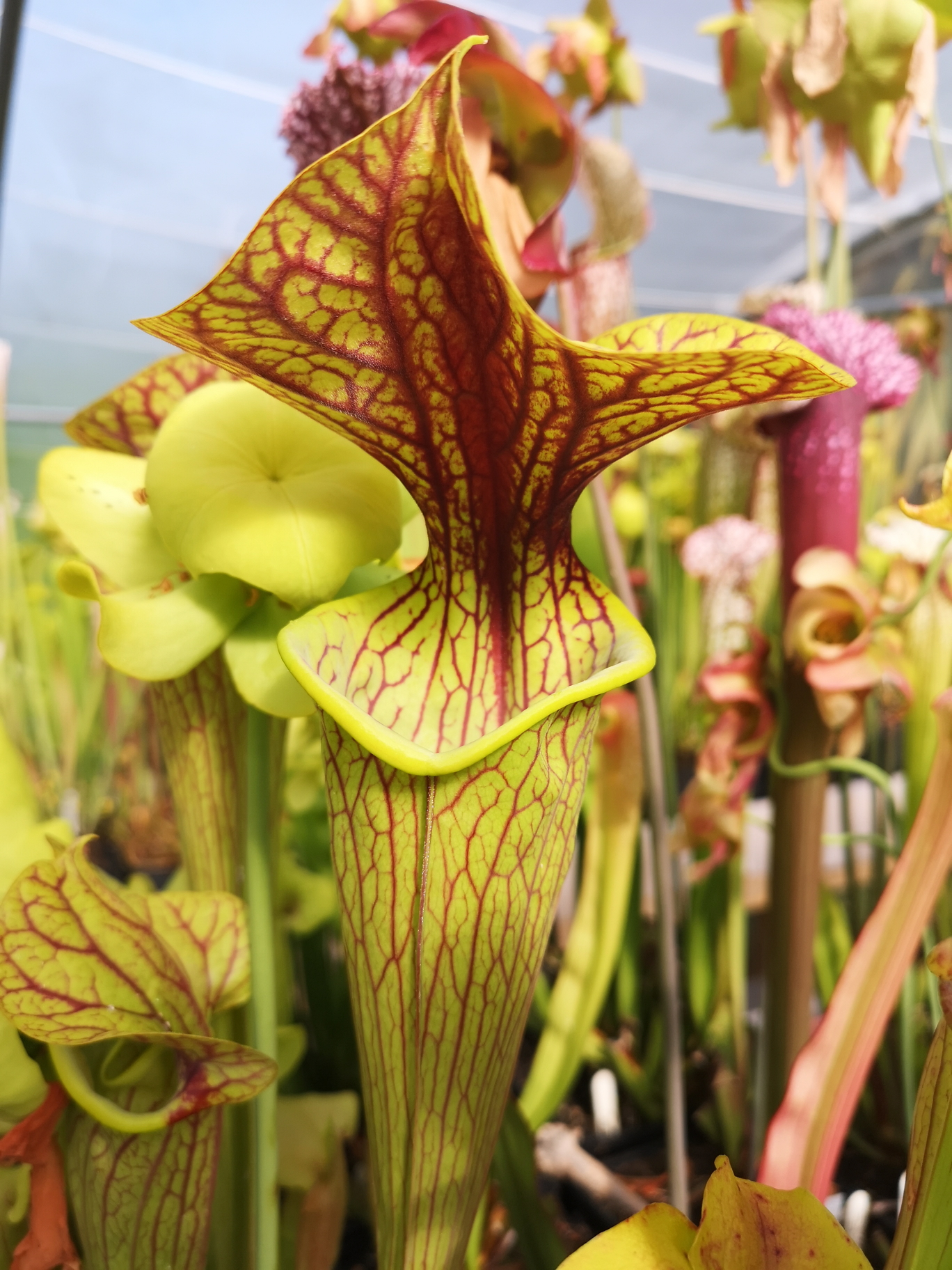 Il s'agit d'une plante carnivore avec les pièges en tube, elle est verte jaune avec des veines foncées