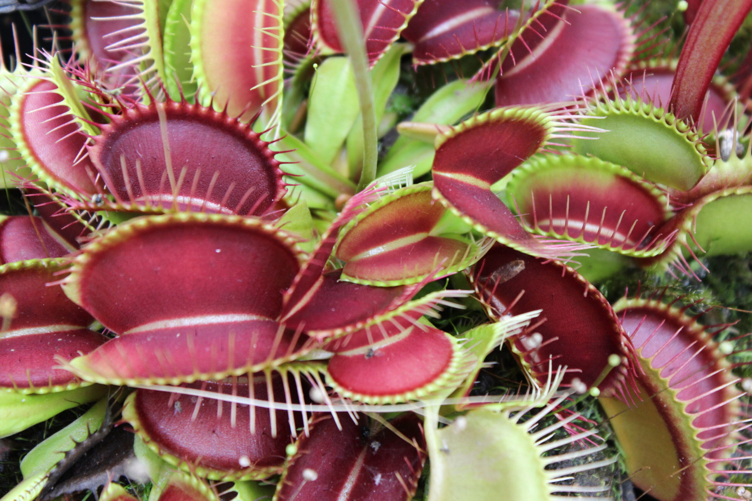 Il s'agit d'une plante carnivore avec des pièges à machoires de grandes tailles.