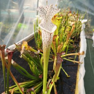 Sarracenia leucophylla -- 140 cm (Guillaume Bily selection) x leucophylla -- var. alba. (SL09,MK)