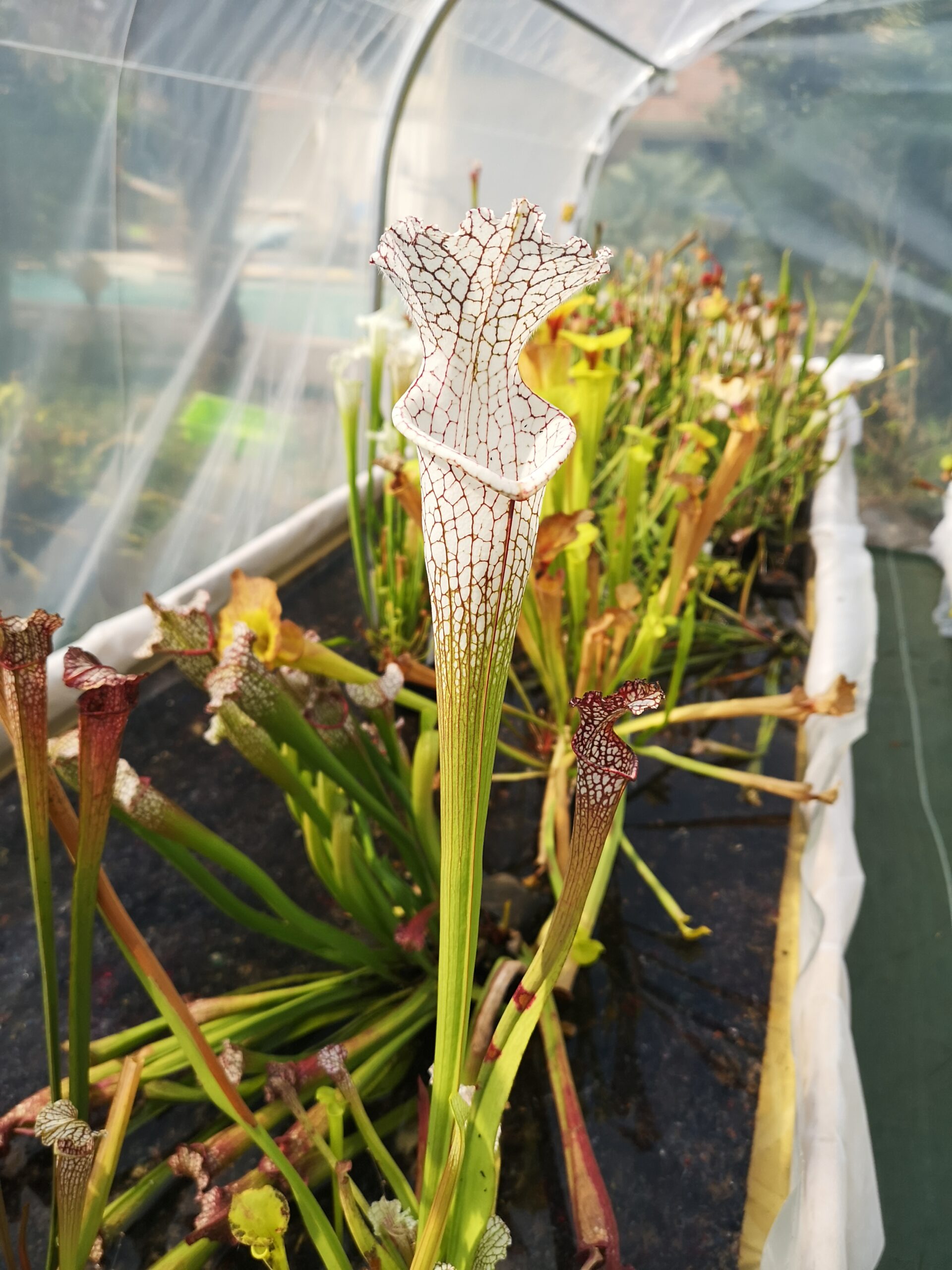 Sarracenia leucophylla -- 140 cm (Guillaume Bily selection) x leucophylla -- var. alba. (SL09,MK)