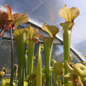Il s'agit d'une photo de sarracenia qui a de très grands pièges.