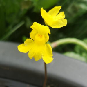 Il s'agit d'une plante carnivore de utriculaire aquatique inflata. Il fait une fleur jaune.