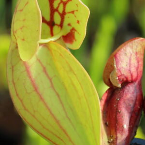 Sarraceniapurpurea ssp. venosa var. Montana (S.PV04, Plantes-Insolites)