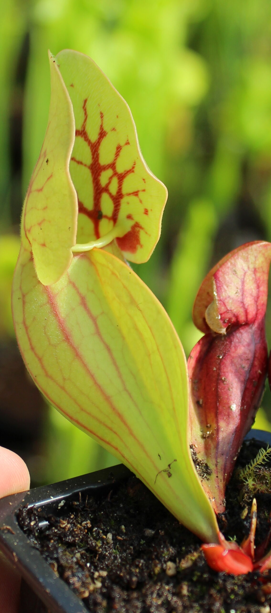 Sarraceniapurpurea ssp. venosa var. Montana (S.PV04, Plantes-Insolites)