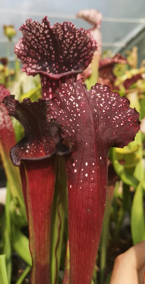 Il s'agit d'une plante carnivore de type S.X105. Les pièges en forme de tube sont rouges avec des points blancs.