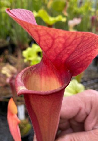 Il s'agit d'une plante carnivore de type sarracenia S.X235 'Asbo' x 'Peaches' (M3, Matt Soper)