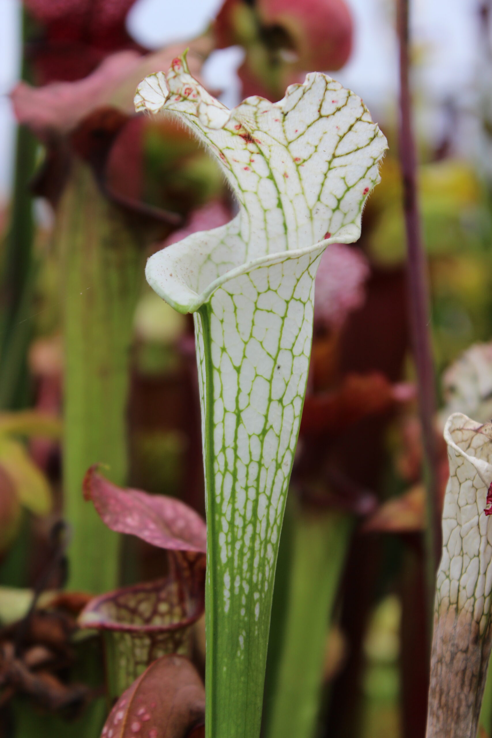 Il s''agit d'une plante carnivore de type sarracenia S.L47 leucophylla -- alba, clone 2, S. Lenssen. C'est une plante carnivore avec des pièges très blancs.