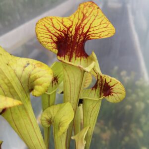 Il s'agit d'une plante carnivore de type S.X127 'Asbo' x 'Peaches' ( BXX287, Matt Soper). C'est une plante assez compacte qui est verte et possède des veines rouges.