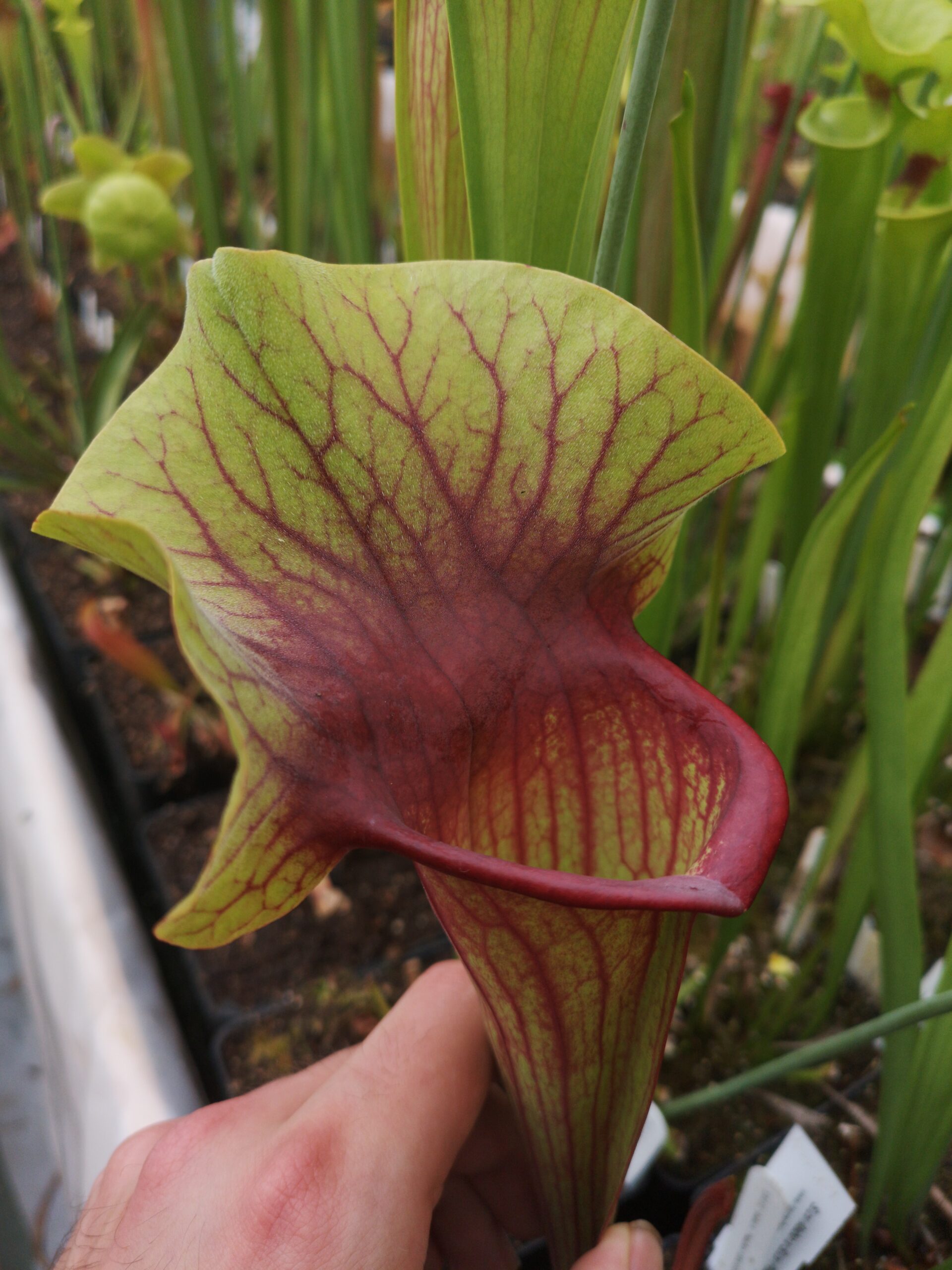 Il s'agit d'une plante carnivore de type S.X131 ' Asbo' x 'Peaches', c'est une plante carnivore compacte avec des pièges verts et rouges.
