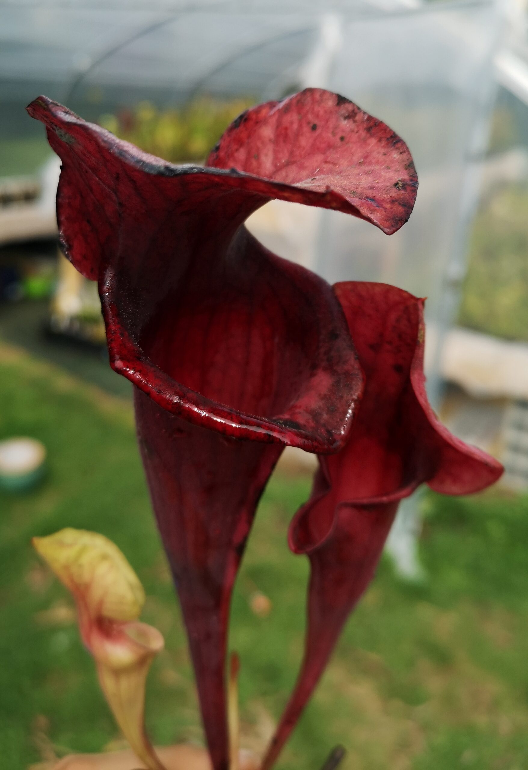 Il s'agit d'une plante carnivore de type S.X132 ' Asbo' x 'Peaches' (BXX271 Matt Soper). C'est une plante carnivore de type sarracenia assez compacte et de couleur rouge.