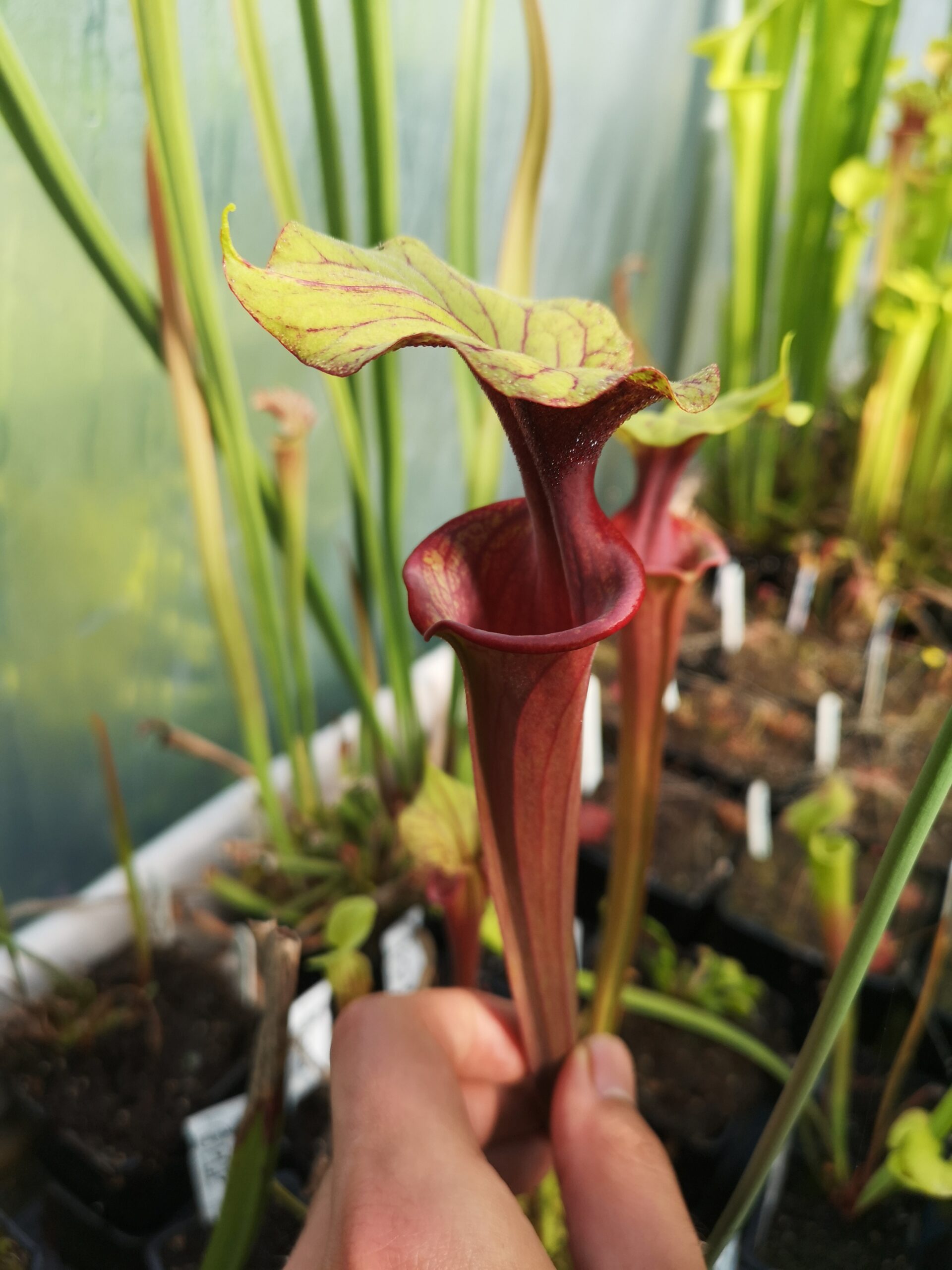 Il s'agit d'une plante carnivore de type sarracenia. C'est une plante carnivore avec des pièges rouges et vert.