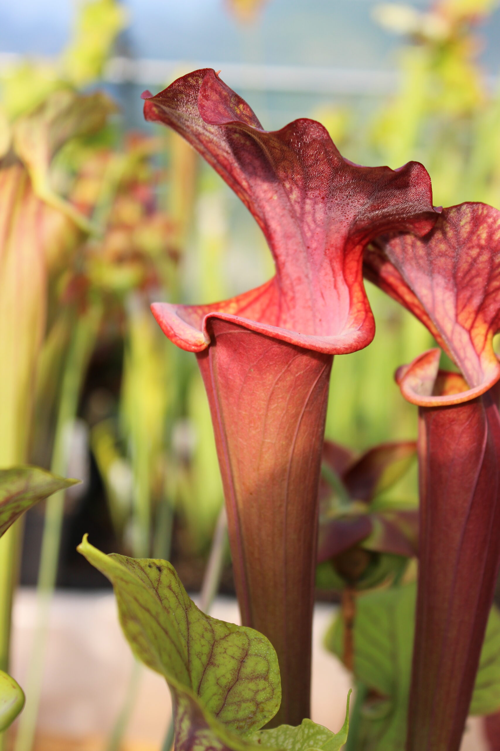 Il s'agit d'une plante carnivore de type S.X181 ‘Alucard Select' (Phil Faulisi). C'est une très grand plante carnivore avec les pièges rouges foncés.