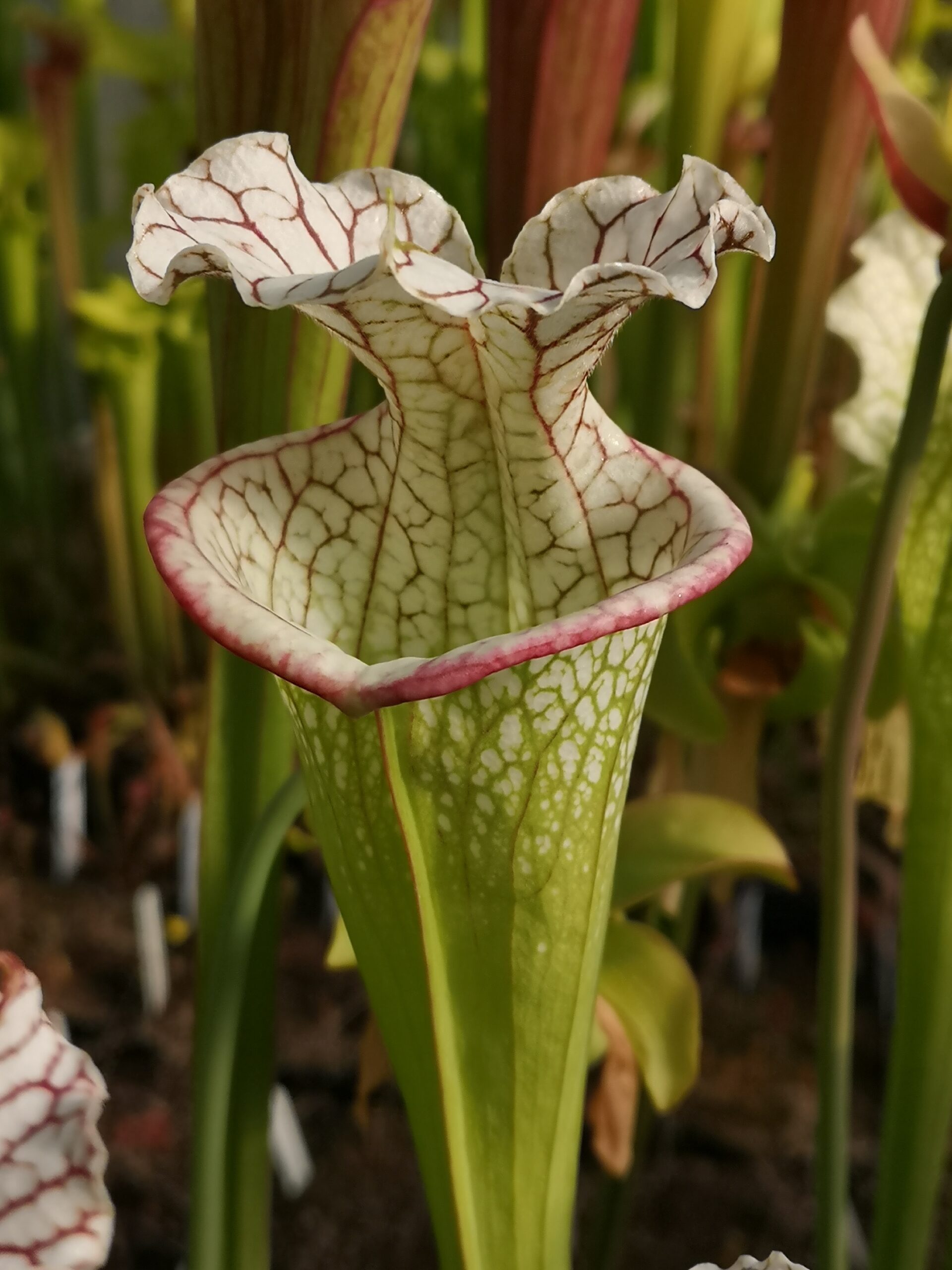 Il s'agit d'une grosse plante carnivore de type S.X204 x moorei The Beast. Elle possède des pièges blancs et rosés.