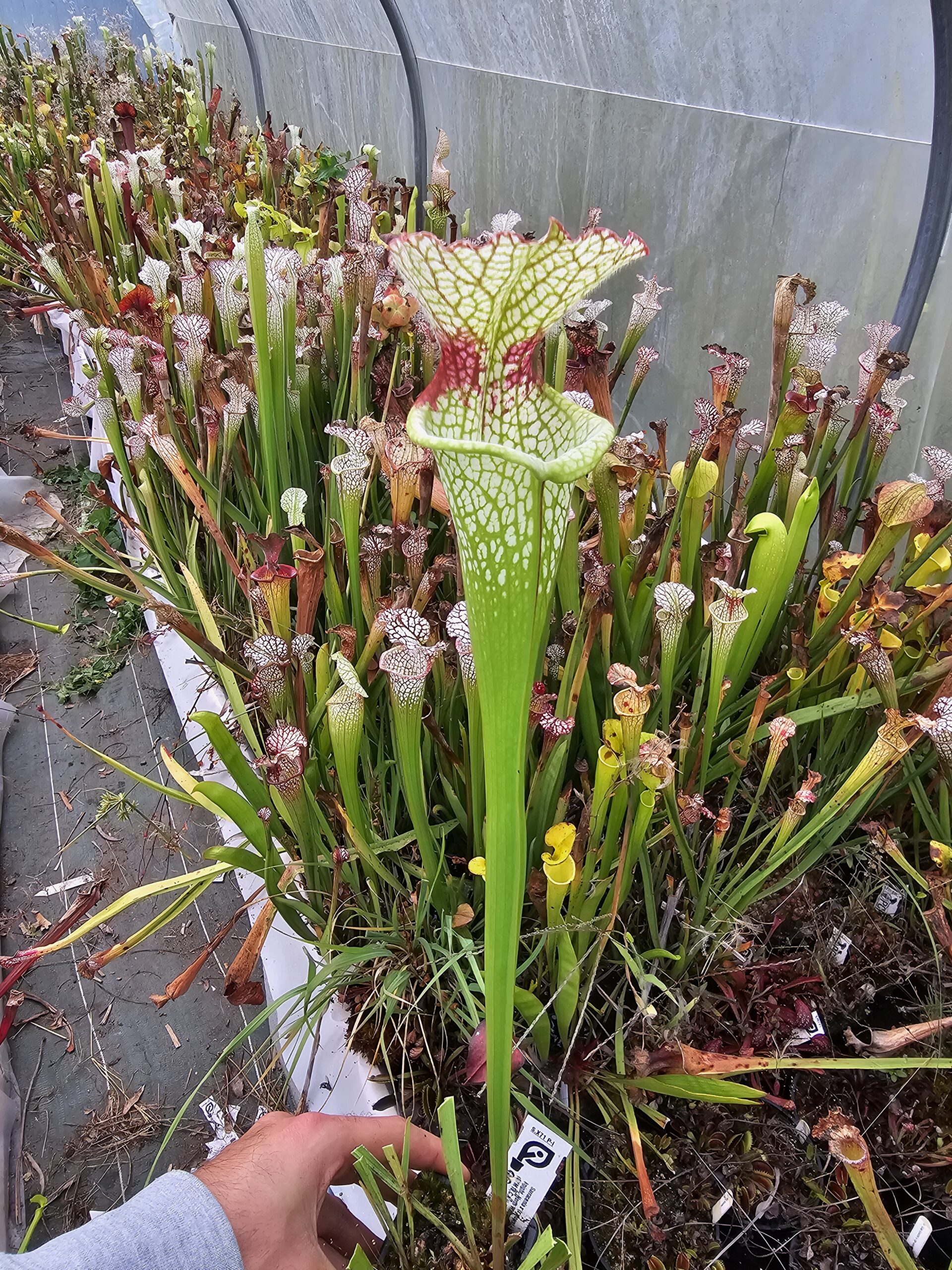 Il s'agit d'une plante carnivore de type S.X71 x (x moorei -- Wilkerson's white knight, North Walton Country,Floride (SXM18,C.AZAIS)). C'est une plante avec des pièges blancs et rouges.